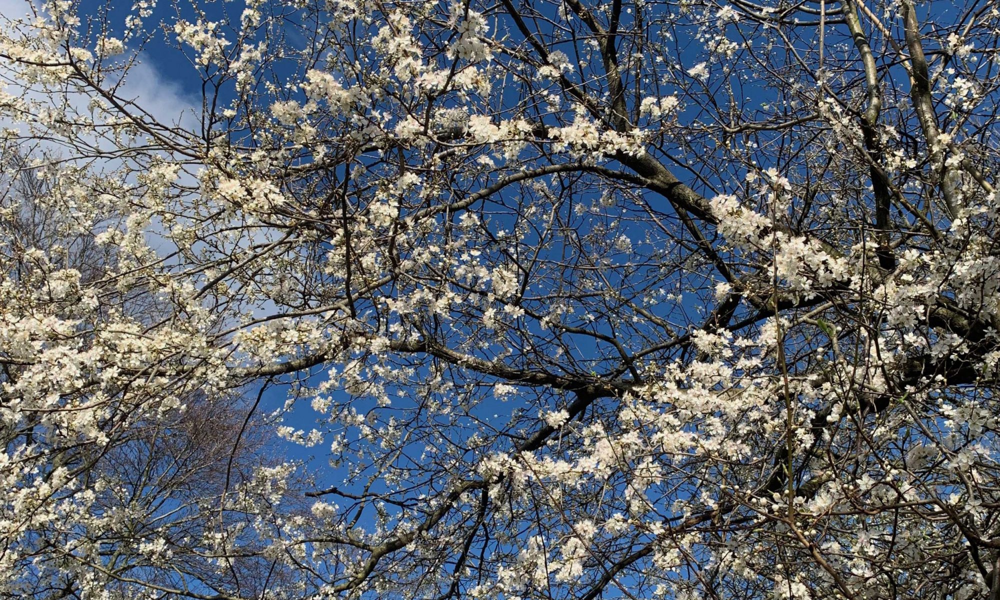 Delicate white blossoms against blue sky.